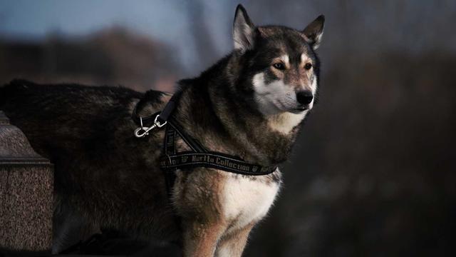 Comprar loja magento em Tuparendi