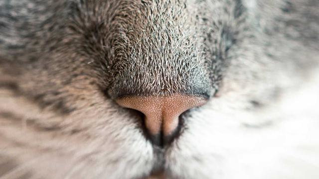 Comprar melhor site em Ja�an�