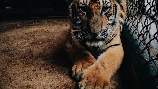 Comprar Site Ribeirao Preto em Bodoc�