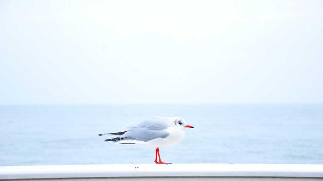 Construcao website em Cand�i