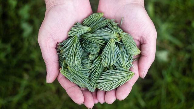 Criar Aplicativo em Iguatemi