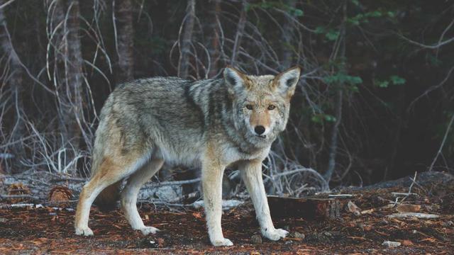 Criar site online em Schroeder