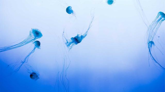 Criar site para vender roupas em Lizarda