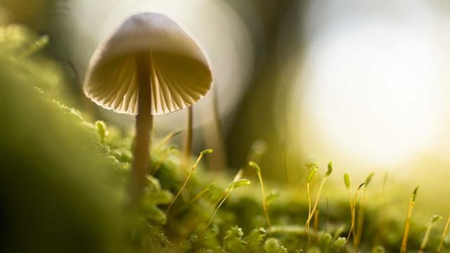 Criar site top em Cerquilho