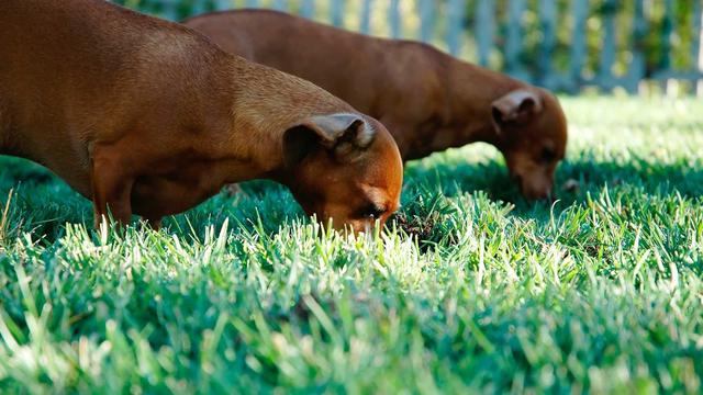 Criar site webdesigner em Porecatu