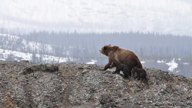 Criar sites de graca em Iguape