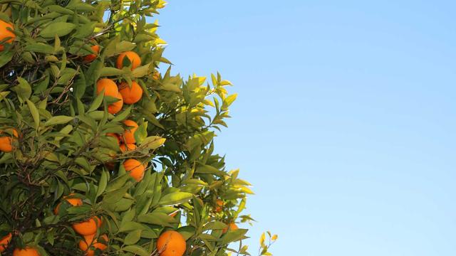 Desenvolvedor sites em Sulina
