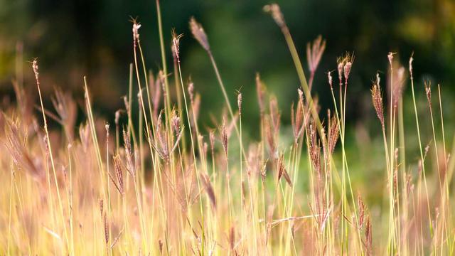 Desenvolvimento de Internet em Tapira�