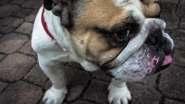 Desenvolvimento de Sistemas Web em Guajeru