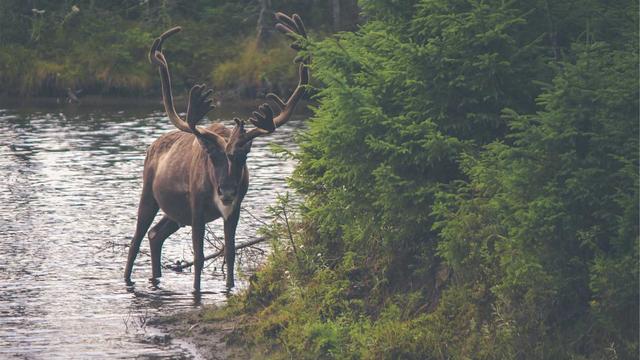 Desenvolvimento de sites em php em Cora��o de Jesus