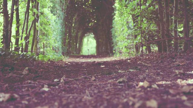 Desenvolvimento de web em Natuba