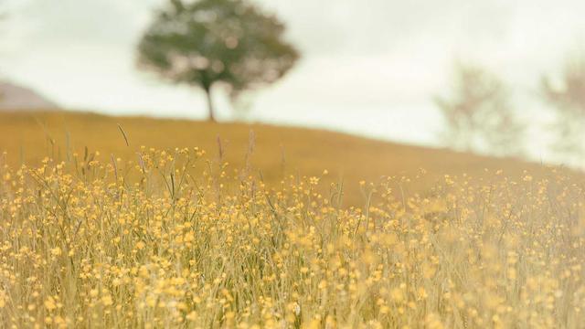 Desenvolvimento portal em Morpar�