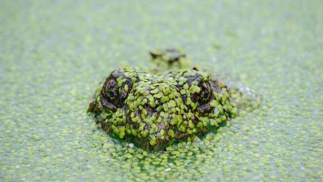 Desenvolvimento web brusque em Passos Maia