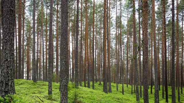 Desenvolvimento web brusque em Rodeio