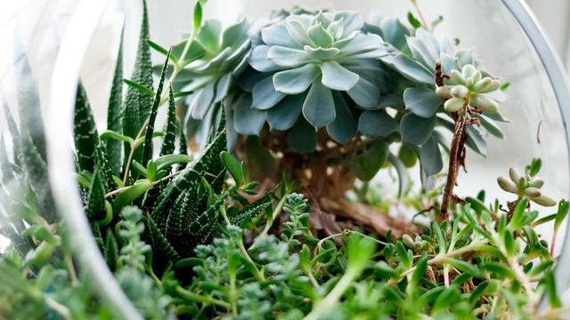 Desenvolvimento web sites em Jari