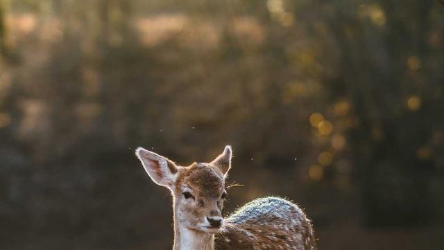 Especial em sites em Cerro Grande