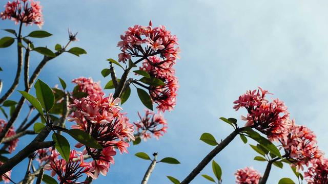 Loja virtual em S�o Br�s do Sua�u�