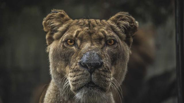 Or�amento de site oline em Tim�teo