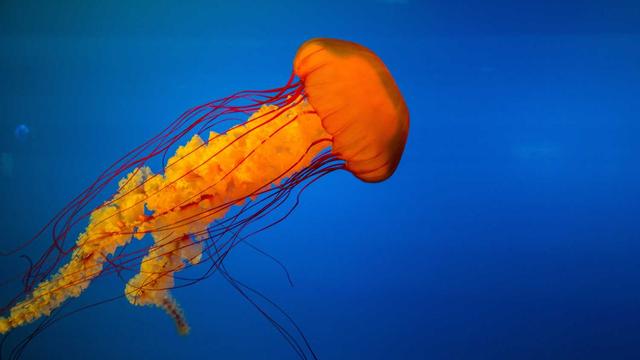 Or�amento php em Duque Bacelar