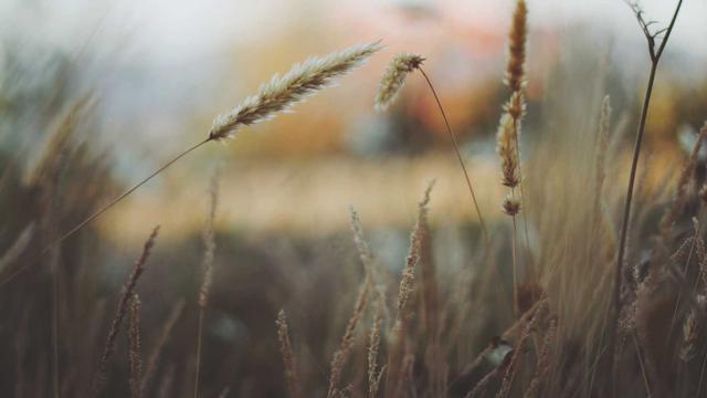 Or�amento php em Groa�ras