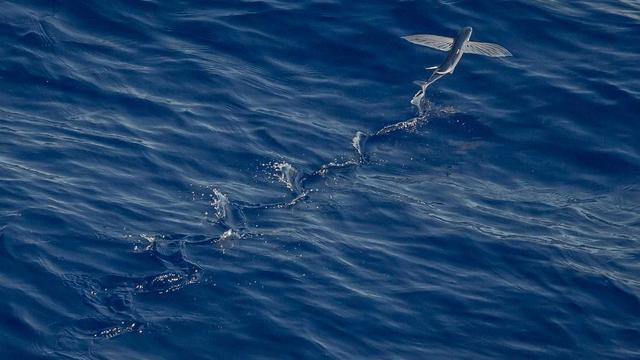 Or�amento php em Trindade do Sul