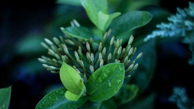 Or�amento website em Uiramut�