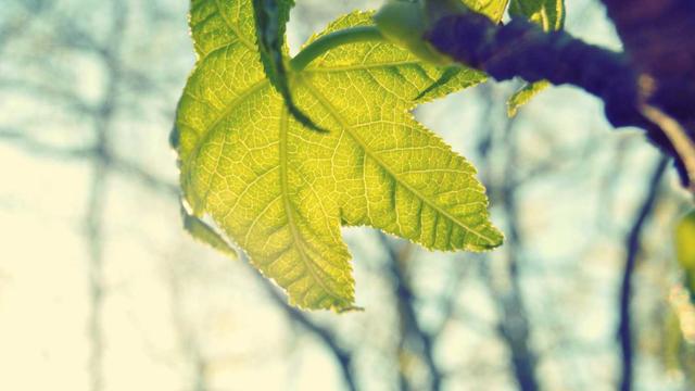 Plataforma b2c profissional em Ba�a da Trai��o