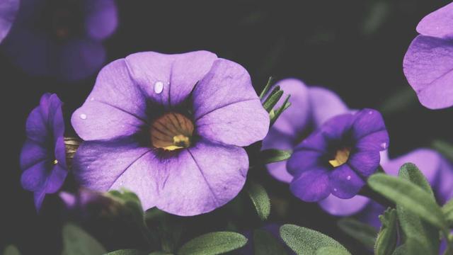 Plataforma b2c profissional em Nova Guarita