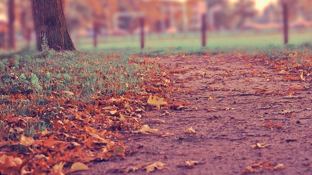 Programador web em em Est�ncia