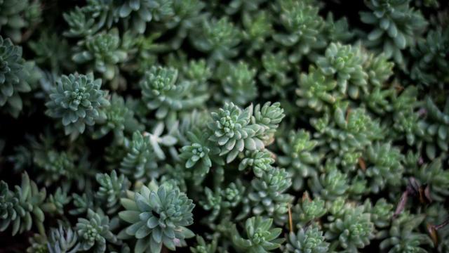 Servi�o web em Afu�