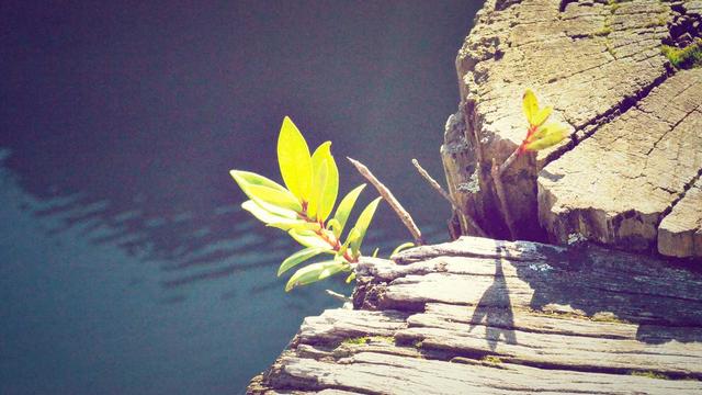 Site de Comprar em Ga�cha Do Norte