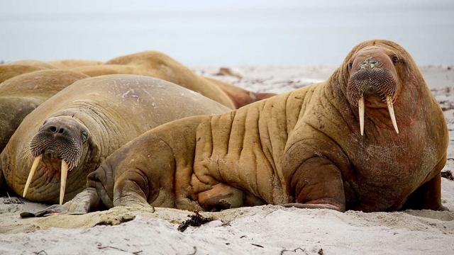 Site de programador web em Te�filo Otoni