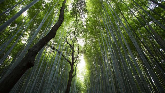 Site tipo groupon