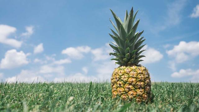 Web designer campinas em Palmitos