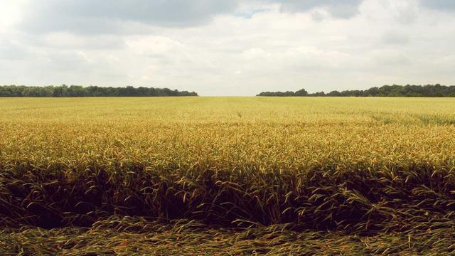 Web4 internet em Pindorama