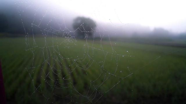 Web4business gaiola em Conc�rdia do Par�