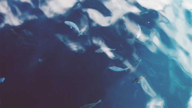 Web4bussines em Riol�ndia